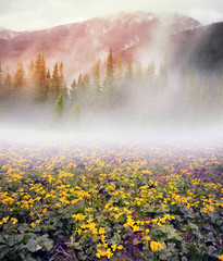 Fototapeta premium Field with blooming kalyuzhnitsa