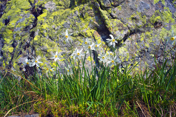 daffodils Marmarosh