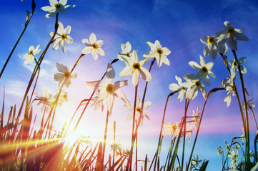 Valley of daffodils, Hust