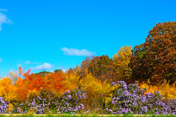 Vibrant autumn colors in National Arboretum, Washington DC, USA. Trees and tall grass with flowers in fall.