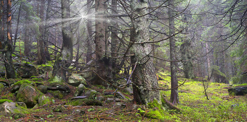 Obraz premium Misty thicket