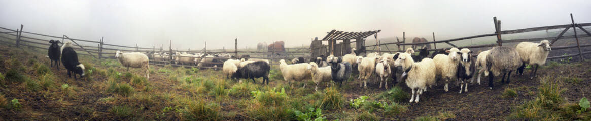 Fototapeta premium Hutsuls milk sheep-herders