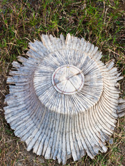 Old palm leaf hat lay on the grass