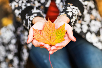 Autumn leaves in girl hands