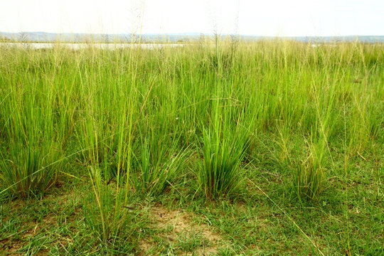 Green Savannah Grass