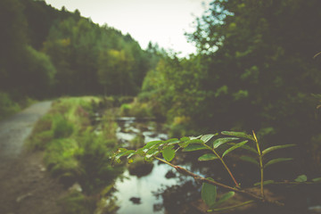Forest scene with a retro style overlay