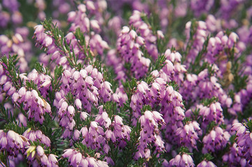 Violet heather background