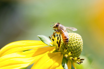 Honeybee on Yellow Rudbeckia Flower