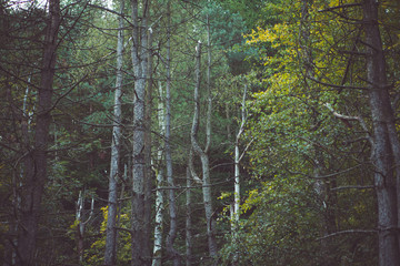 Fototapeta premium woodland style images of trees and nature