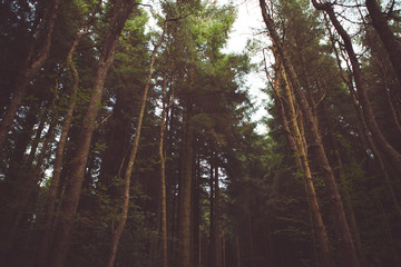 Fototapeta premium woodland style images of trees and nature