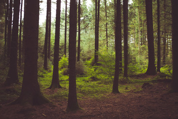 Obraz premium woodland style images of trees and nature