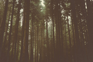 Fototapeta premium woodland style images of trees and nature