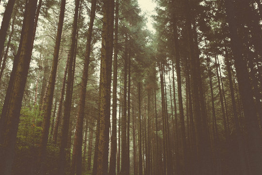 woodland style images of trees and nature