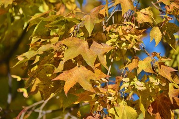Fall leaves. Maple.