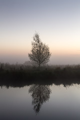 Obraz premium Tree along a river, early in the morning. Tree is reflected in the water.