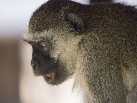 Scimmia Nel Parco Liwonde In Malawi