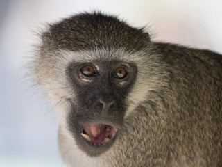 scimmia nel parco Liwonde in Malawi