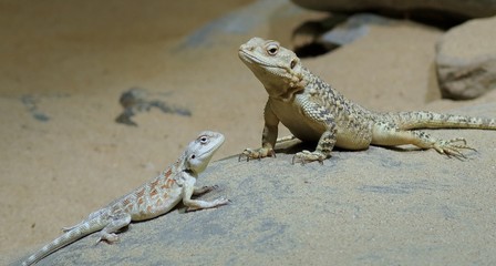  lizards in Prague ZOO