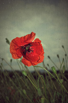 Poppy in rain