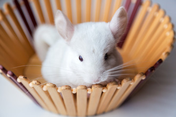 Little white chinchilla sits in a wooden bowl