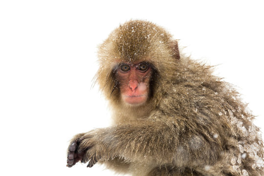 Japanese Snow Monkey