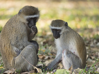 scimmie nel parco Liwonde in Malawi
