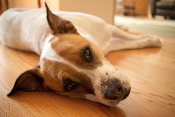 White and Brown Mixed Boxer-Pointer Dog Resting on Wooden Interi