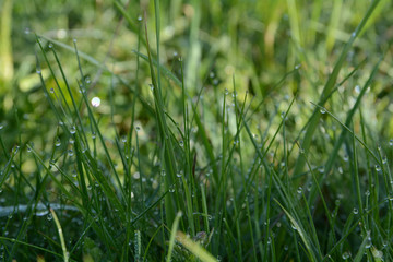 grass 2