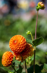 Orange blühende Dahlie