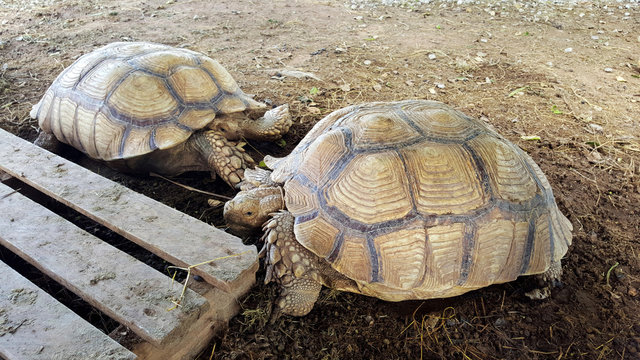 Two tortoises in an open zoo