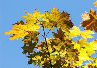 Branch of autumn leaves on blue sky background