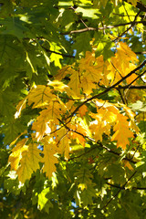 Branch of autumn leaves in park