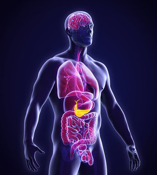Human Gallbladder and Pancreas Anatomy