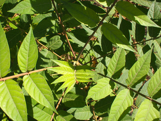 Top view of a young sapling tree Ailanthus altissima