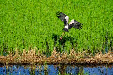 Egret fly in the field / Egret fly in the rice field, Nonthaburi, Thailand