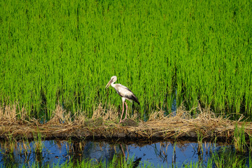 Egret in the field / Egret in the rice field, Nonthaburi, Thailand