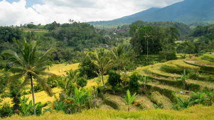 Fototapeta na wymiar BALI, INDONESIA - 15TH JUNE 2015; Green rice fields on Bali island near Ubud, Indonesia.
