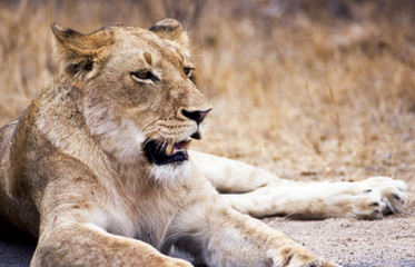 Fototapeta na wymiar Leone - lion (Panthera leo) Kruger National Park in Sud Africa 