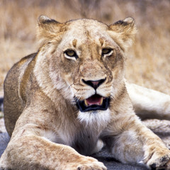Fototapeta na wymiar Leone - lion (Panthera leo) Kruger National Park in Sud Africa 