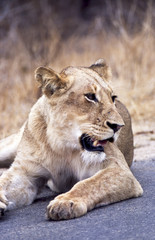 Leone - lion (Panthera leo) Kruger National Park in Sud Africa
