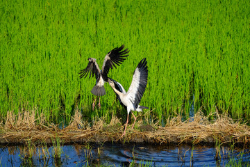 Egrets fry in the field / Egrets fly in the rice field, Nonthaburi, Thailand