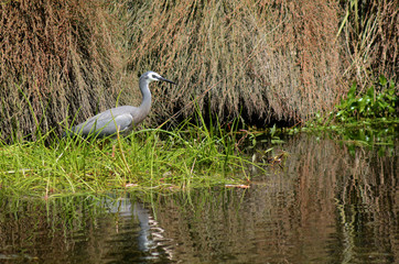 Great blue heron