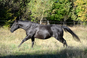 Rappe im gestrecktem Galopp