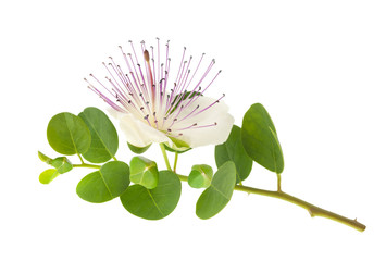 Caper isolated on white