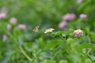 Butterfly flower phlox summer roisterer