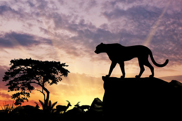 Obraz premium Silhouette of leopard