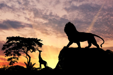Silhouette of a lion