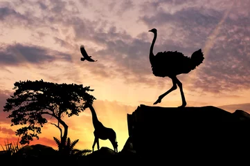Afwasbaar Fotobehang Struisvogel Silhouet van een struisvogel