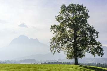 Fototapeta na wymiar Baum in diesiger Morgenstimmung im Allgäu