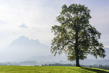 Obraz premium Baum in diesiger Morgenstimmung im Allgäu
